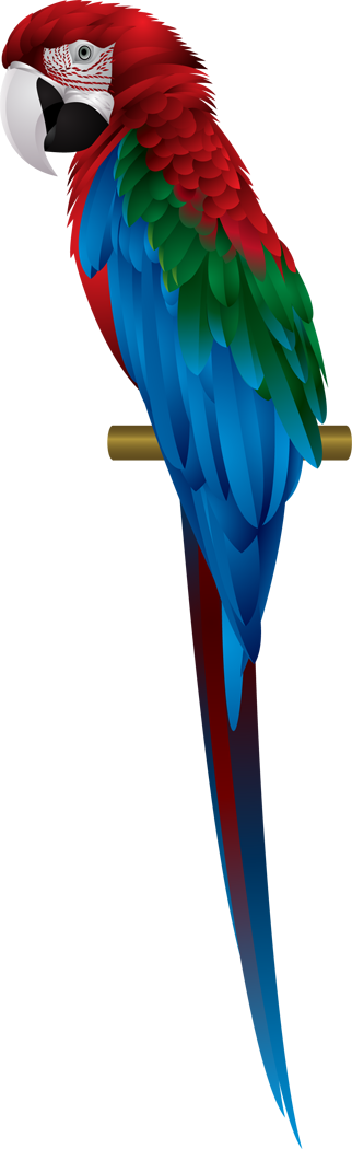 Scarlet Macaw.png (322×1050) - Macaw, Transparent background PNG HD thumbnail