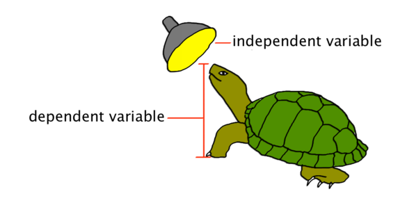What is an Independent Variab