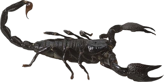 Scorpion Tattoos Png Clipart 