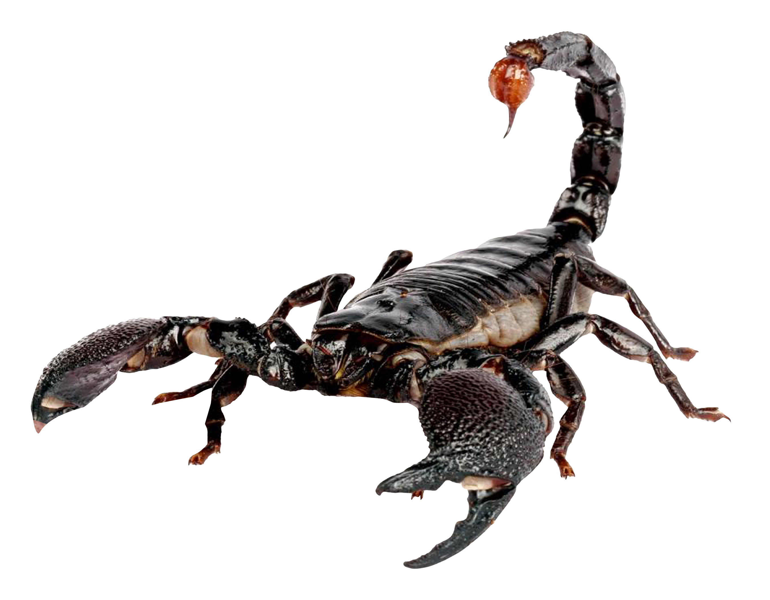 Mortal Kombat Scorpion PNG Cl