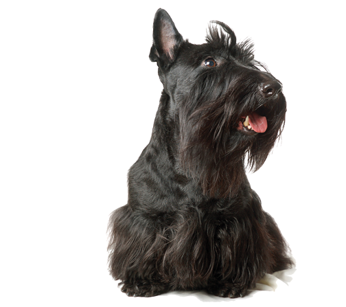 Cherish Dog Grooming Aims To Provide High Quality And Caring Mobile Dog Grooming Services That Make Dogs Feel And Look Good And Offers Their Owners The Hdpng.com  - Scottie Dog, Transparent background PNG HD thumbnail