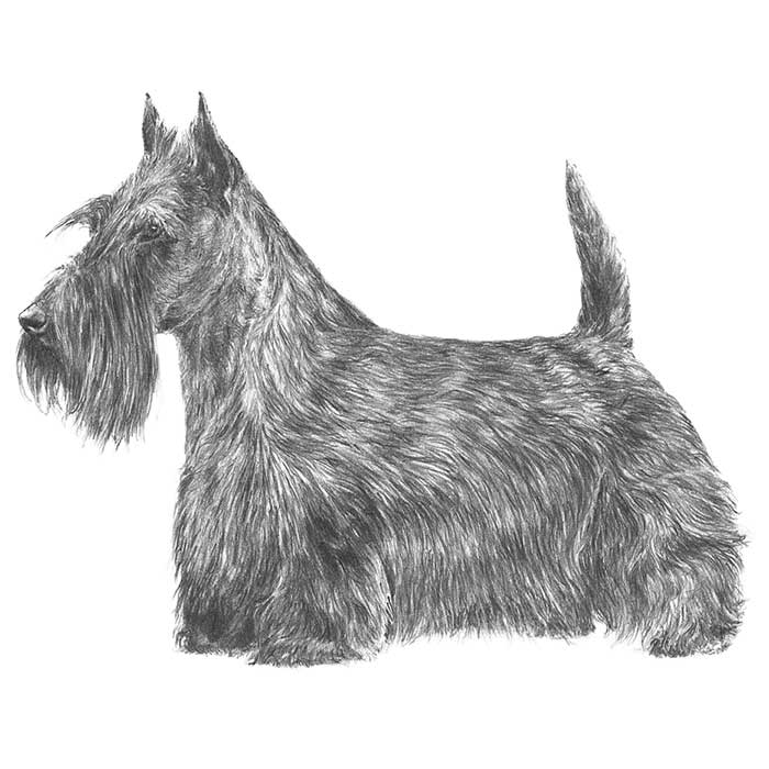 General Appearance - Scottie Dog, Transparent background PNG HD thumbnail