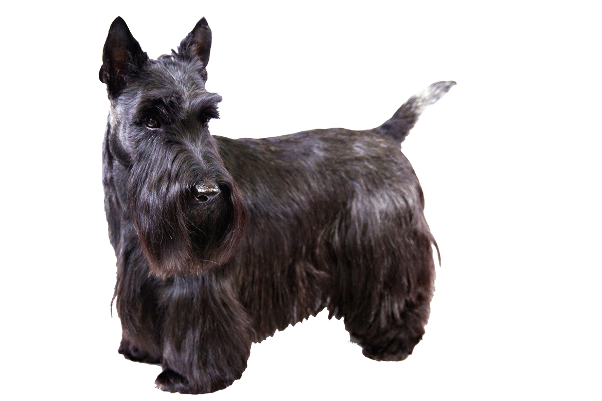 Images Of Scottish Terrier | 1170X780 - Scottie Dog, Transparent background PNG HD thumbnail