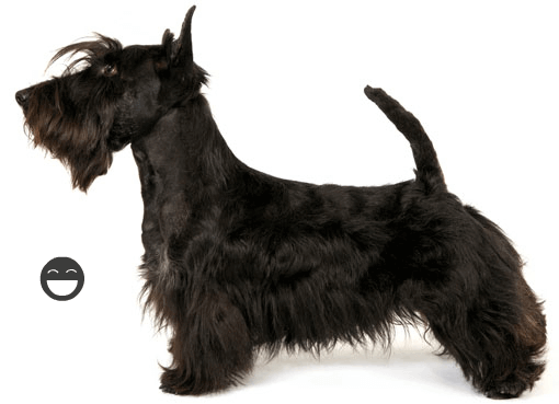 This Breed Was Developed In Scotland In 1700, But The Dog With The Size And Shape We Know Today Dates From 1800. Until That Date, It Was Known As The Hdpng.com  - Scottie Dog, Transparent background PNG HD thumbnail