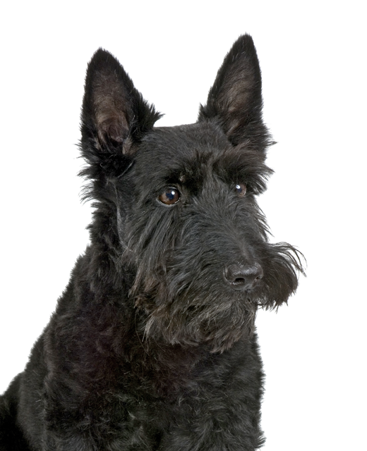 Images of Scottish Terrier | 