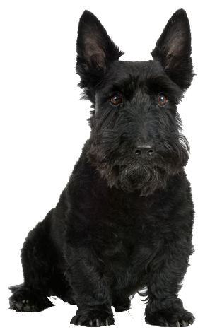 Why Choose A Scottie Dog To Be The Star Of Your Ecard? - Scottie Dog, Transparent background PNG HD thumbnail