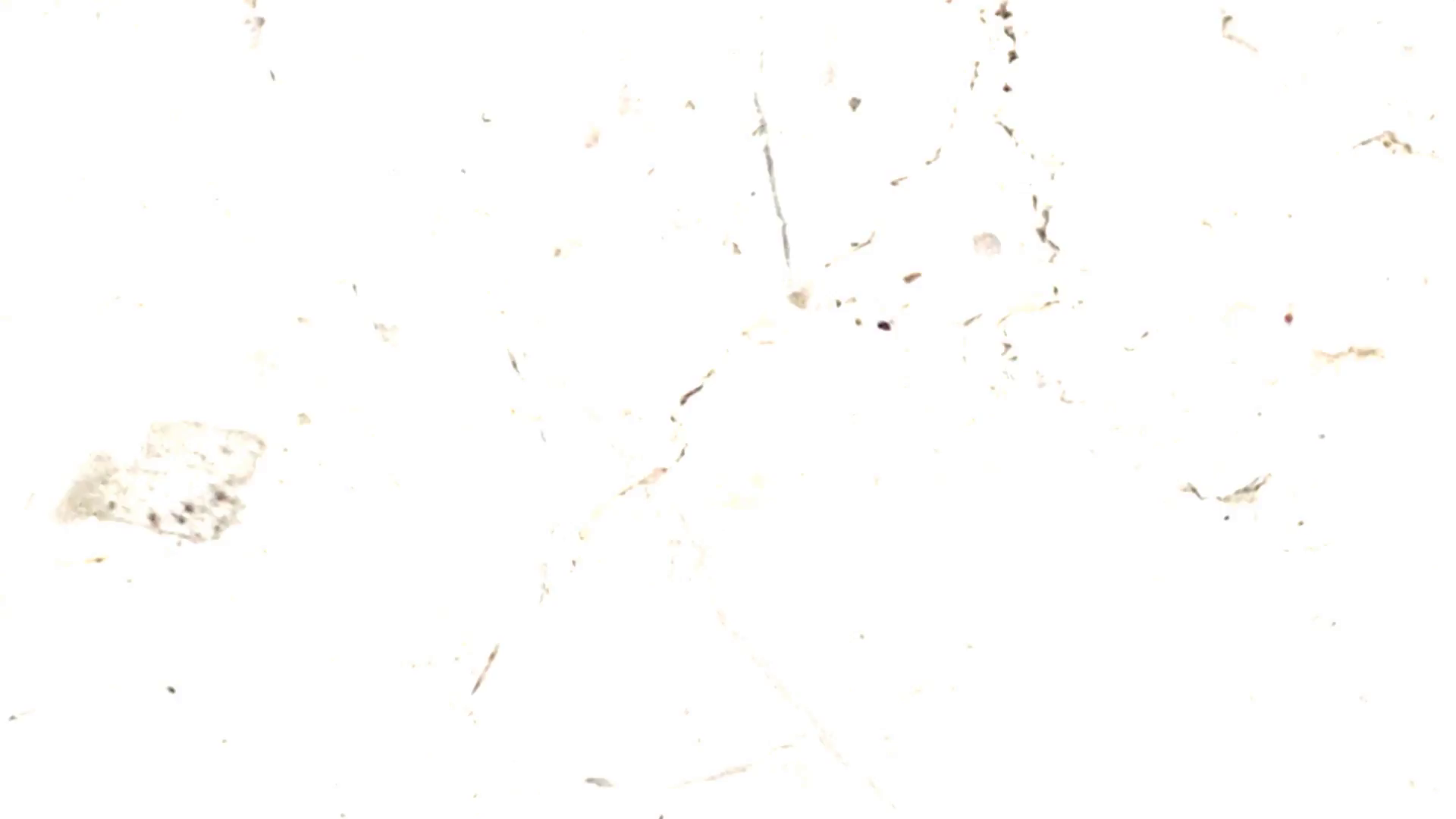 A Dirty Film Texture With A Mix Of Dust Specks, Scratches, And Splotches. - Scratches, Transparent background PNG HD thumbnail