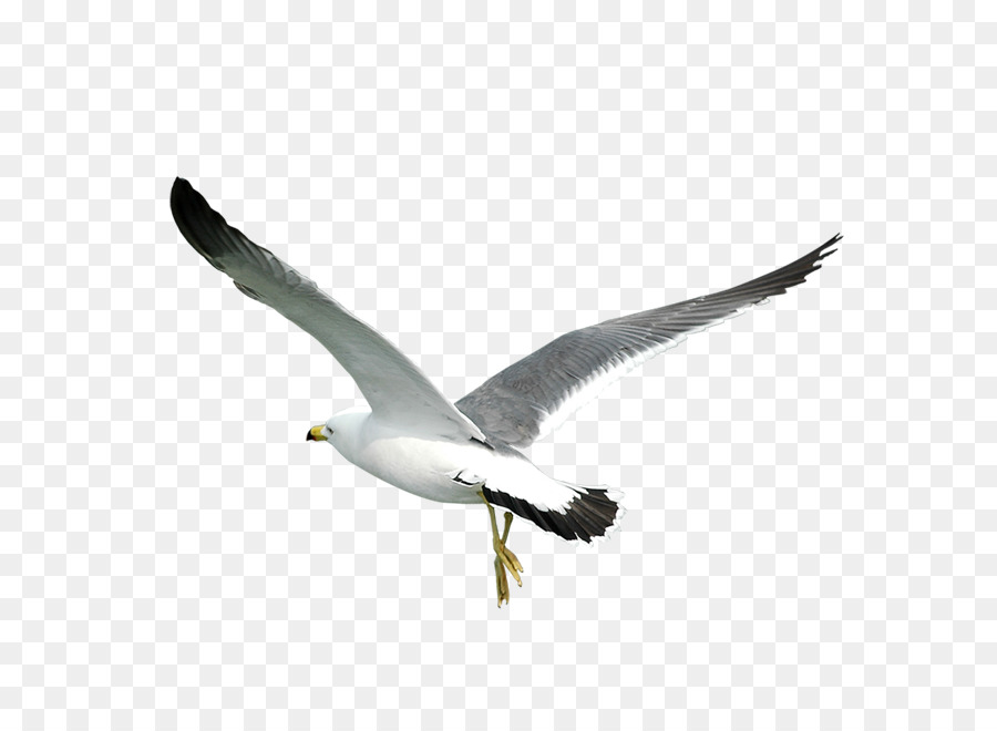 Bird Gulls   Eagle Fly - Sea Bird, Transparent background PNG HD thumbnail
