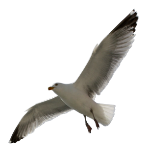 Clearpng Nature Animal Sea Birds Flying Sea Gull 815 1 - Sea Bird, Transparent background PNG HD thumbnail