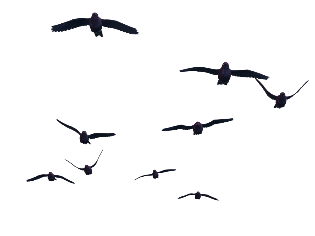 Flying Birds 07 Png Stock By Roy3D Hdpng.com  - Sea Bird, Transparent background PNG HD thumbnail