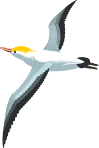 Flying Sea Gull Clip Art - Sea Bird, Transparent background PNG HD thumbnail
