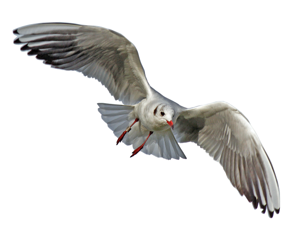 Flying Sea Gull Transparent Image Number One - Sea Bird, Transparent background PNG HD thumbnail
