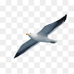 Seabird Seagull, Animal, Seabirds, Seagull Png Image And Clipart - Sea Bird, Transparent background PNG HD thumbnail