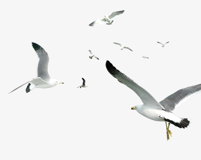 Seagull, Flying Seagull, Birds Png Image And Clipart - Sea Bird, Transparent background PNG HD thumbnail