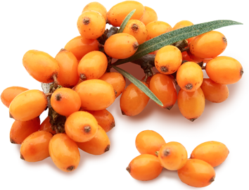 Sea Buckthorn Oil Is Used Superficially To Assist In Healing Skin Injuries, Burns, Wounds, Eczema, Lesions, Sun Damaged Skin, And Abrasions. - Sea Buckthorn, Transparent background PNG HD thumbnail