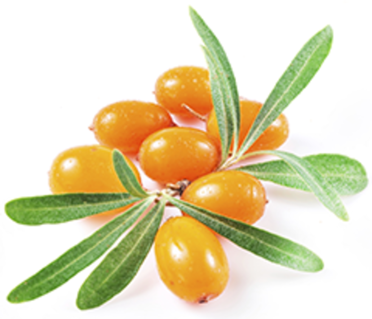 Used Topically, Sea Buckthorn Berry Can Soothe Burns (Including Damage From The Sun, Heat, And Chemicals), And Decrease The Discomfort Of Acne, Rosacea, Hdpng.com  - Sea Buckthorn, Transparent background PNG HD thumbnail