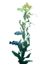 Exotic Plant - Sea Kelp, Transparent background PNG HD thumbnail