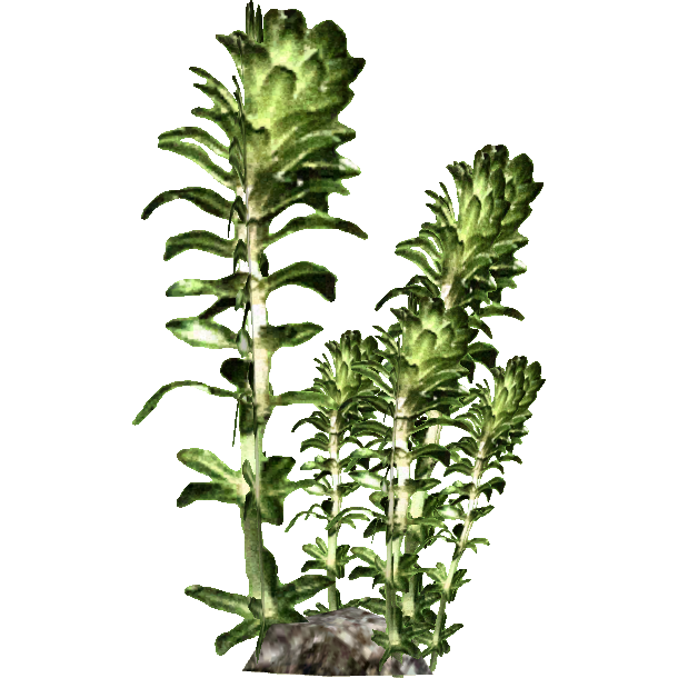 Image   Kelp (Hendrix).png | Zt2 Download Library Wiki | Fandom Powered By Wikia - Sea Kelp, Transparent background PNG HD thumbnail
