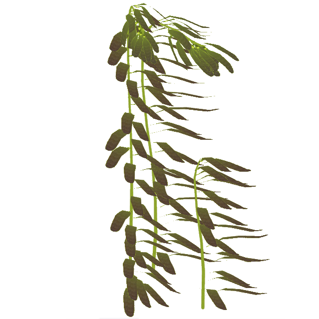 Image   Northern Giant Kelp (Eryel).png | Zt2 Download Library Wiki | Fandom Powered By Wikia - Sea Kelp, Transparent background PNG HD thumbnail