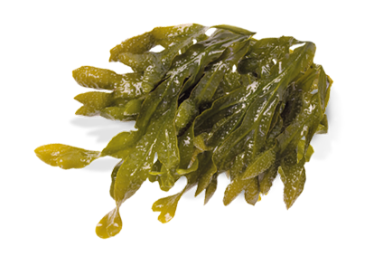 Sea Kelp U0026 Seaweed - Sea Kelp, Transparent background PNG HD thumbnail