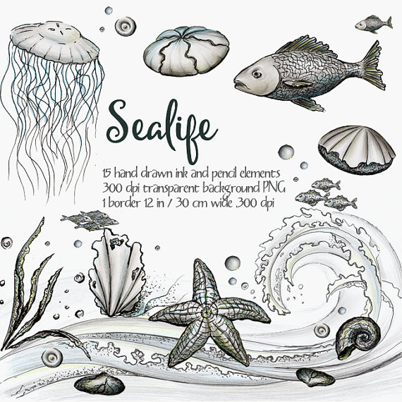 Digital Clipart Sea Life, Ocean Life Clipart, Ink Clipart, Black And White, Hand Painted Clipart, Fish, Seashell, Wave, Sea Strar, Jellyfish From Hdpng.com  - Sea Life Black And White, Transparent background PNG HD thumbnail