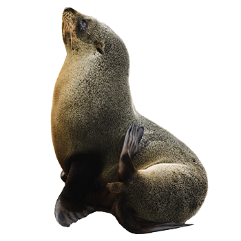 Harbor Seal Png - Sea Lion, Transparent background PNG HD thumbnail