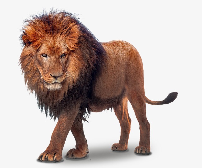 Lion, Wild Beast, Feline, 3D Png And Psd - Sea Lion, Transparent background PNG HD thumbnail