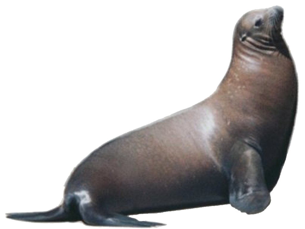 Sea Lion - Sea Lion, Transparent background PNG HD thumbnail