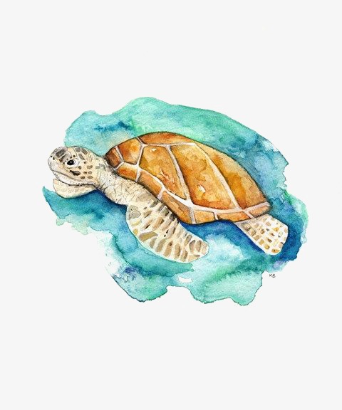 Sea Turtle, Painted Turtle, Cartoon Turtle, Tortoise Png Image And Clipart - Sea Turtle Cartoon, Transparent background PNG HD thumbnail