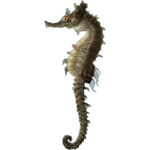 Sea Horse.png - Seahorse, Transparent background PNG HD thumbnail