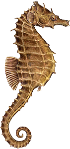 Seahorse Png - Seahorse, Transparent background PNG HD thumbnail