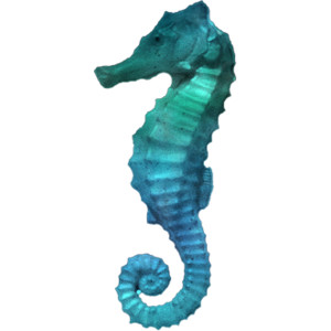 Seahorse.png - Seahorse, Transparent background PNG HD thumbnail