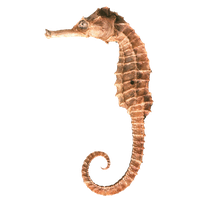 Seahorse Png Clipart Png Image - Seahorse, Transparent background PNG HD thumbnail