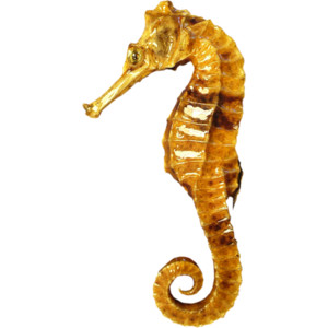 Seahorse Png Image #24544 - Seahorse, Transparent background PNG HD thumbnail