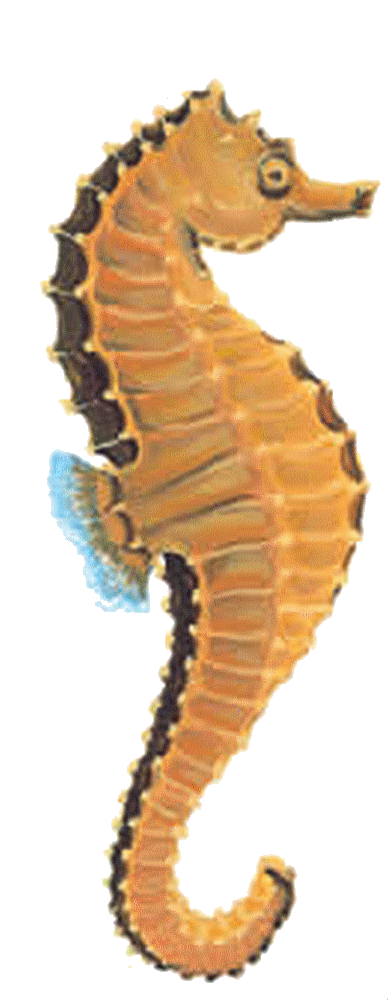 Seahorse Png Image #24556 - Seahorse, Transparent background PNG HD thumbnail