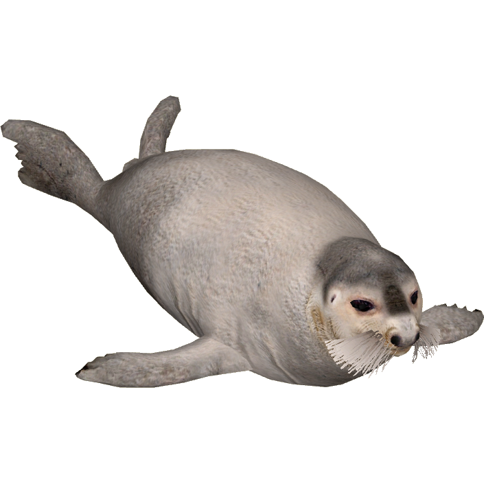 Bearded Seal (Tamara Henson).png - Seal Animal, Transparent background PNG HD thumbnail