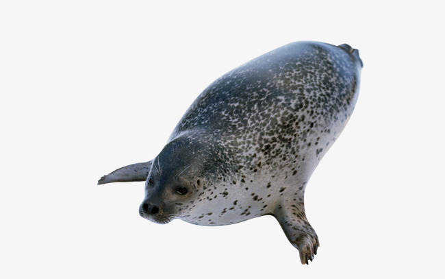 Climb Out Of The Seal, Seal, Climb Out, Animal Png Image And Clipart - Seal Animal, Transparent background PNG HD thumbnail