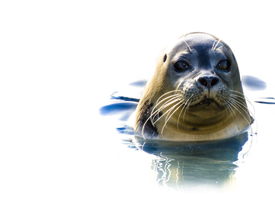 Donate. Help The Seal Hospital - Seal Animal, Transparent background PNG HD thumbnail