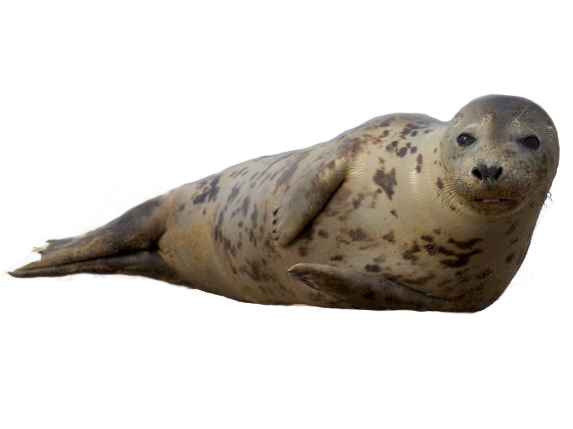 Earless Seal Sea Lion Harbor Seal Grey Seal Ringed Seal   Harbor Seal. Download Png - Seal Animal, Transparent background PNG HD thumbnail