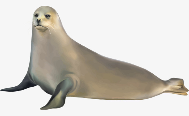 Gentle Seals, Seal, Fish, Animal Png Image And Clipart - Seal Animal, Transparent background PNG HD thumbnail