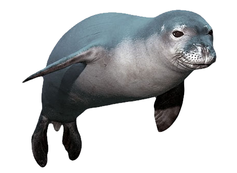 Harbor seal PNG, Seal Animal PNG - Free PNG