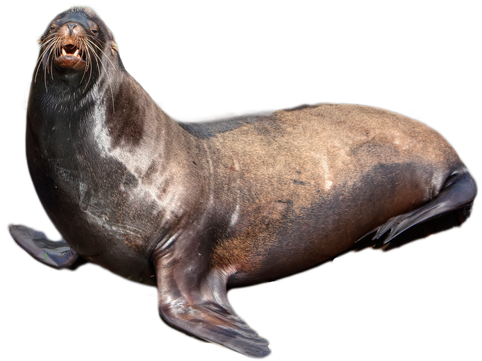 Earless seal Sea lion Harbor 