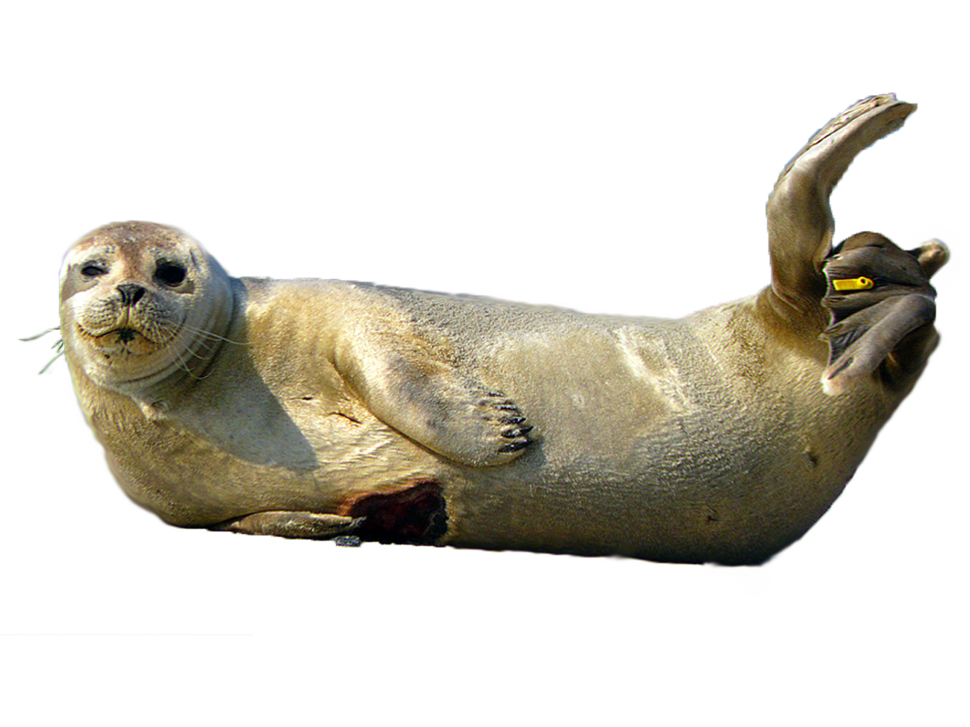 Harbor Seal Spotted Seal Seehund Aufzuchtstation A Seal Pusa   Harbor Seal. Download Png - Seal Animal, Transparent background PNG HD thumbnail
