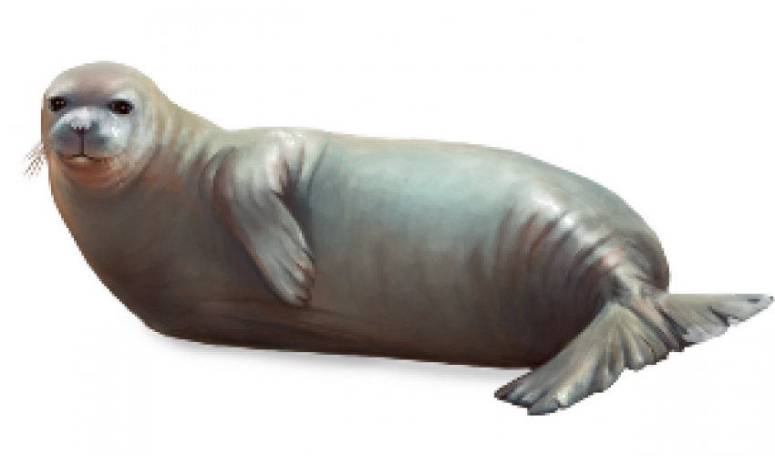 Monachus Monachus (Mediterranean Monk Seal) - Seal Animal, Transparent background PNG HD thumbnail