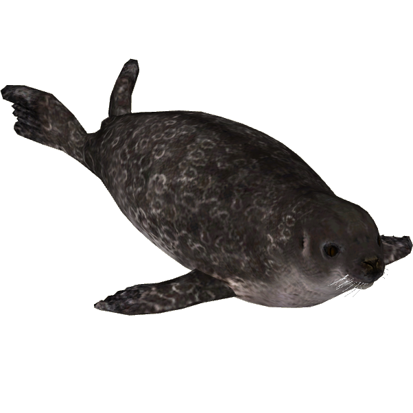 Ringed Seal (Tamara Henson).png - Seal Animal, Transparent background PNG HD thumbnail