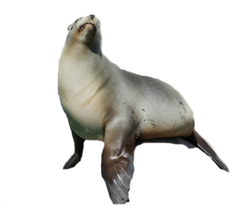 Seal - Seal Animal, Transparent background PNG HD thumbnail