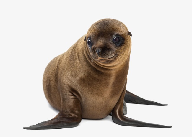 Earless seal Sea lion Harbor 
