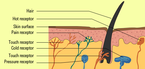 The Skin Receptors - Sense Of Touch, Transparent background PNG HD thumbnail