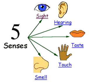 For Each Sense We Use Specific Sense Organ. Each Of Us Has 5 Sense Organs That Help Us Collect Information From Our Surroundings. Our Sense Organs Include Hdpng.com  - Sense Organs, Transparent background PNG HD thumbnail