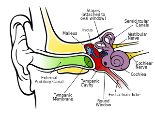 If You Include The Inside Of The Ears, They Sense Sound, Allow Balance And Regulate Pressure. - Sense Organs, Transparent background PNG HD thumbnail